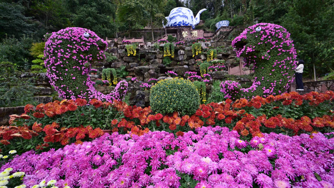 蒙顶山菊花雅安蒙顶山旅游景区