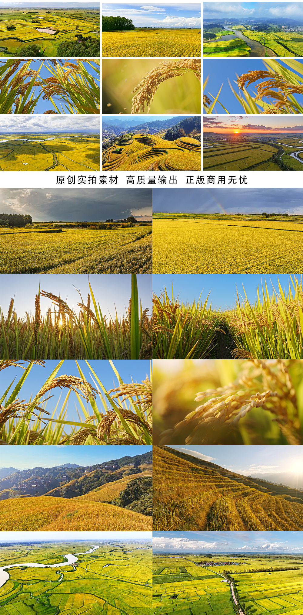 乡村振兴中国最美稻田