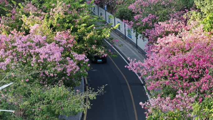 航拍深圳道路旁的异木棉花