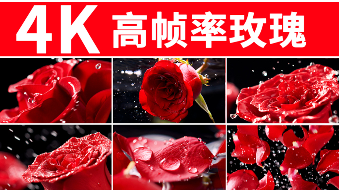 红玫瑰 玫瑰花