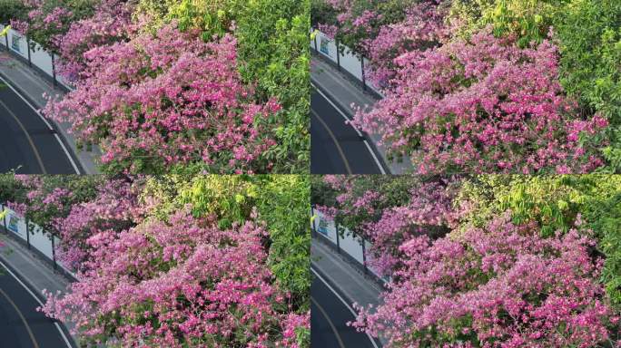 航拍深圳道路旁的异木棉花