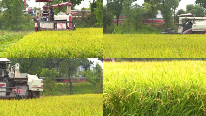 秋收时节水稻收割机收割金黄色水稻2
