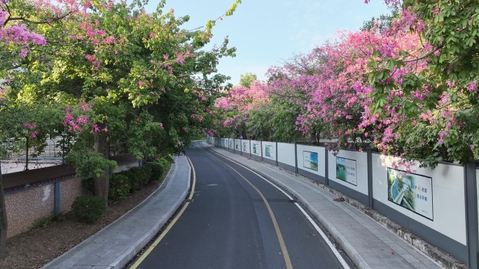 航拍深圳道路旁的异木棉花