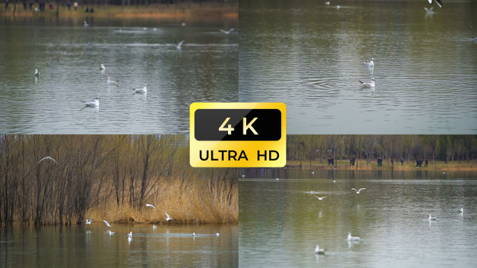 海鸥 红嘴海鸥飞行4K