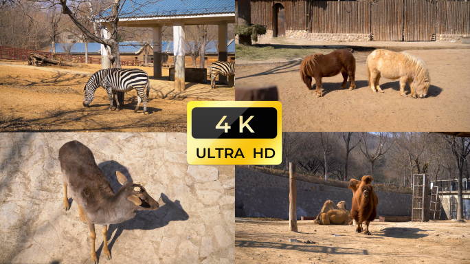 石家庄动物园高品质实拍4k