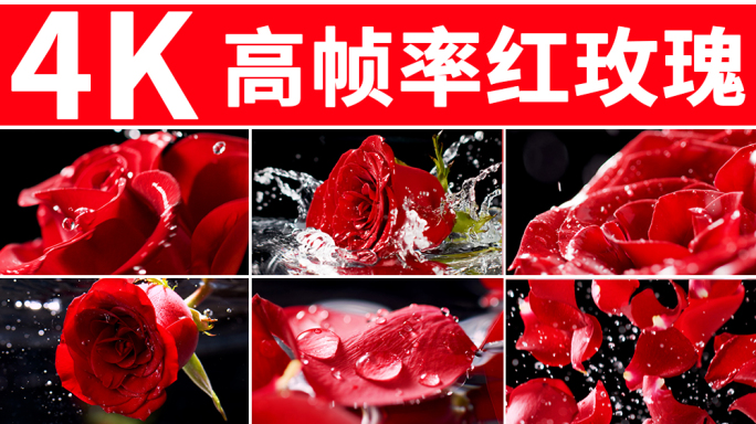 玫瑰 红玫瑰