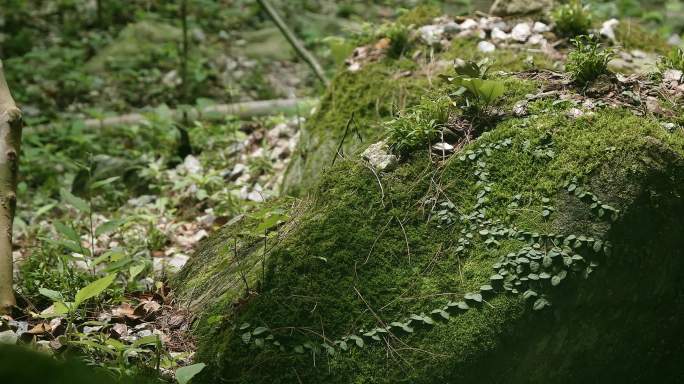 安徽霍山石斛特写，铁皮石斛