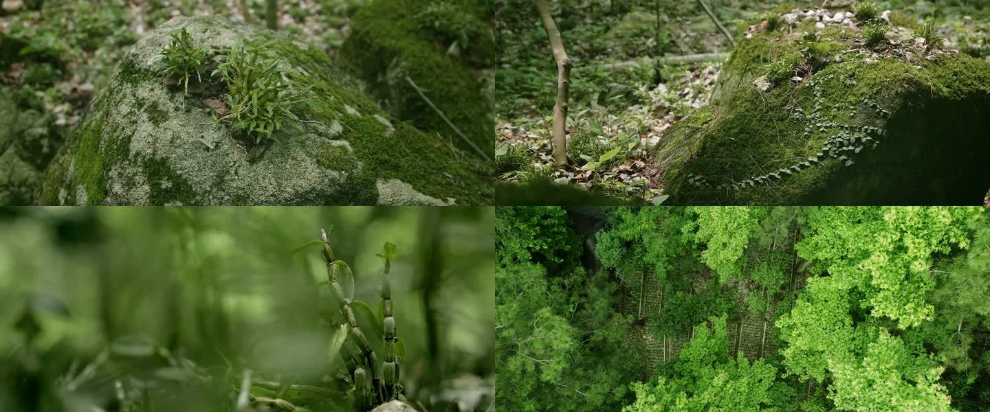 安徽霍山石斛特写，铁皮石斛