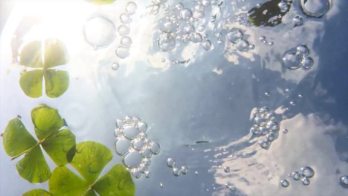 水中四叶草 水中花 水中花草普罗提亚等待