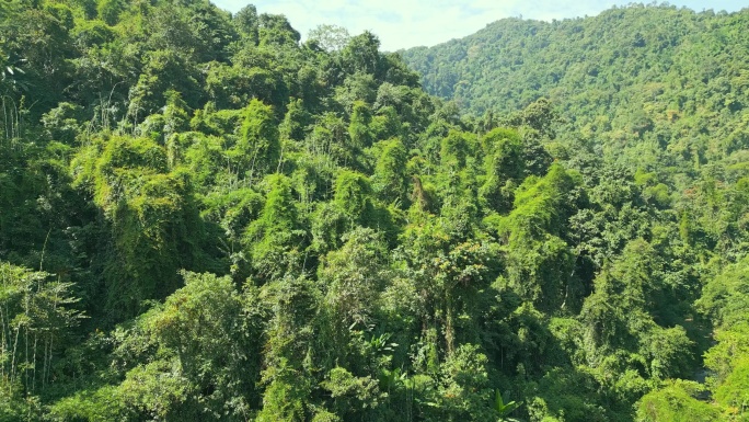 航拍西双版纳原始森林