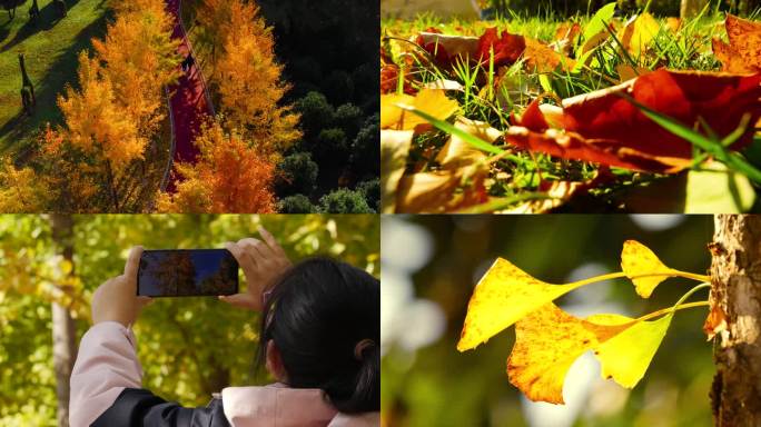 秋天公园银杏树