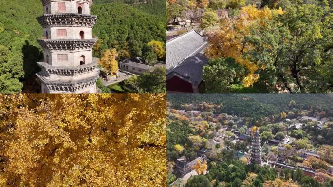 灵岩寺 千年银杏