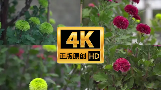 菊花17