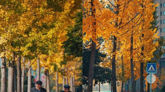 昭通城市小城银杏树秋景4K竖屏高清素材