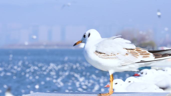 云南昆明海埂大坝海鸥