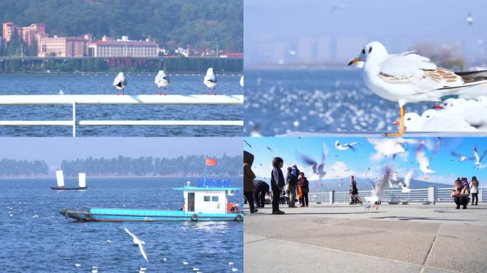 云南昆明海埂大坝海鸥