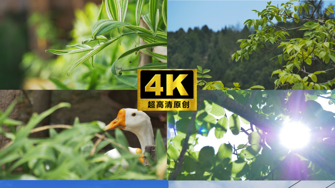 夏天 乡村 治愈 农村人文 大自然 空镜