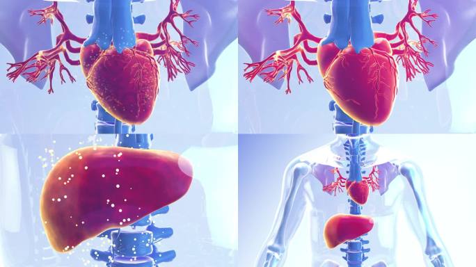 心脏跳动 心脏病 肝脏 脂肪肝 养肝护肝