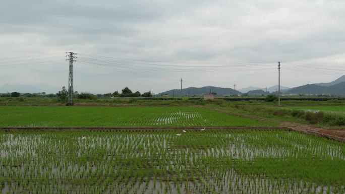 稻田和鸟