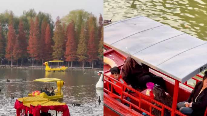 竖屏公园里的水景黑天鹅红水杉游船画舫