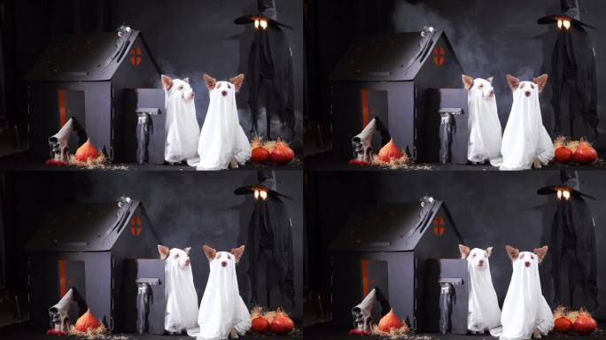 两只穿着幽灵服装的边境牧羊犬