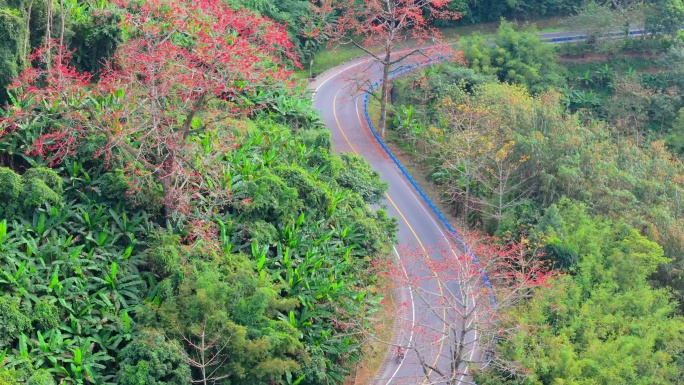 海南白沙九架岭木棉花