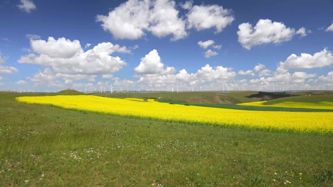 内蒙古乌兰察布辉腾锡勒草原上的油菜花