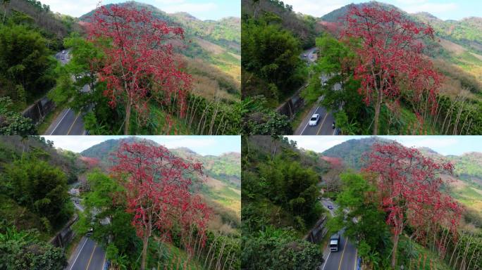 海南白沙九架岭木棉花