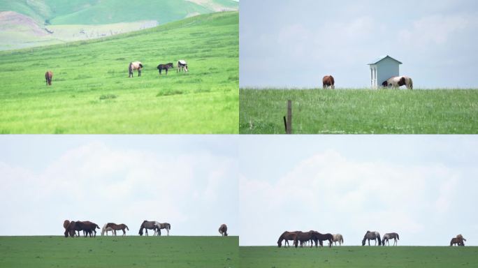内蒙古草原上吃草的马4K