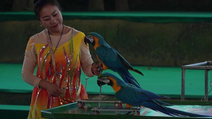 鹦鹉表演拼图骑车动物园鹦鹉杂技表演