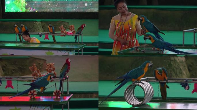 鹦鹉表演拼图骑车动物园鹦鹉杂技表演
