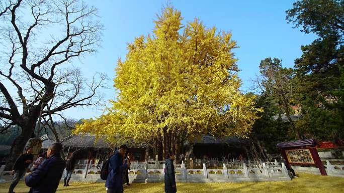 潭柘寺的秋天 潭柘寺 北京的秋天 秋天