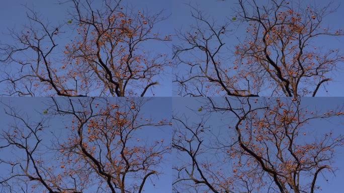 柿子红柿子硕果累累 大红柿子C0001