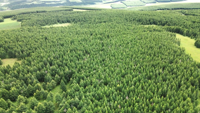 内蒙古克什克腾草原上的一片松林