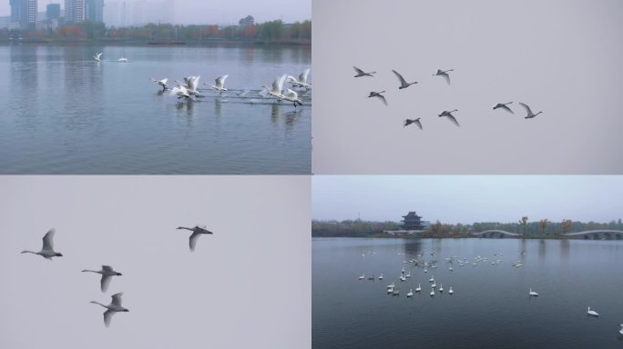 晋城 泽州 丹河 湿地 公园 天鹅