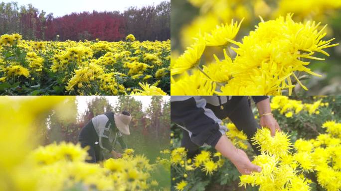 菊花花海采摘