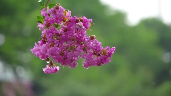 绿色背景下雨滴划过鲜花