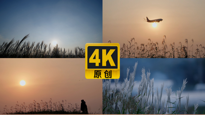 芦苇花4K实拍