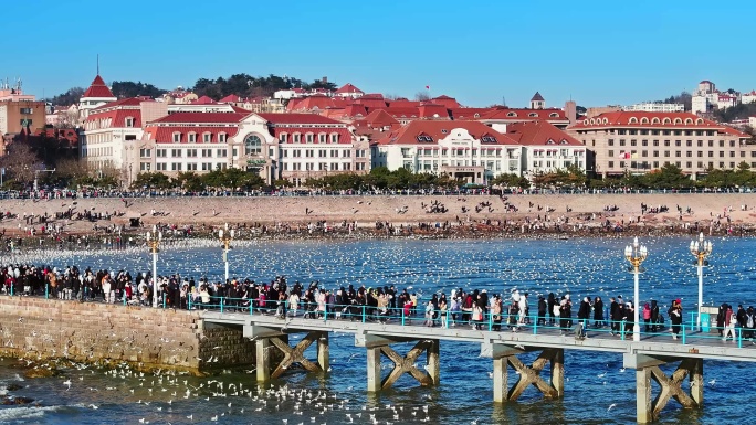 青岛老城区栈桥海鸥