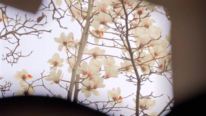 同里玉兰花