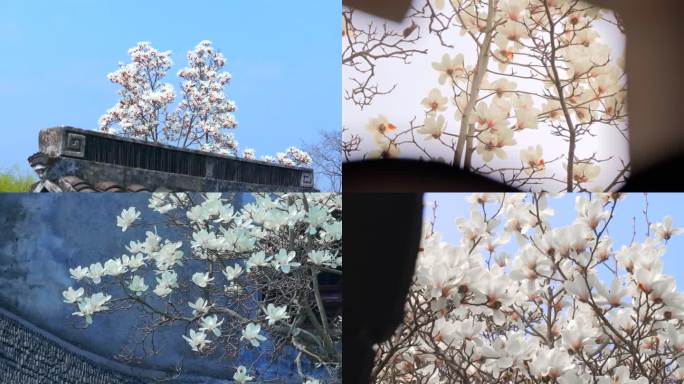 同里玉兰花