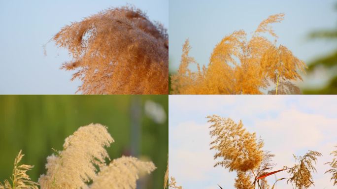 唯美芦苇 芦苇 夕阳芦苇 秋天芦苇