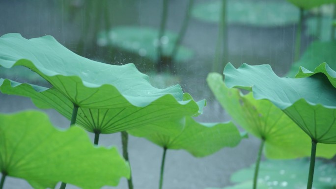 4K实拍夏季雨季唯美荷花荷叶