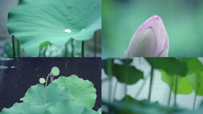 4K实拍夏季雨季唯美荷花荷叶