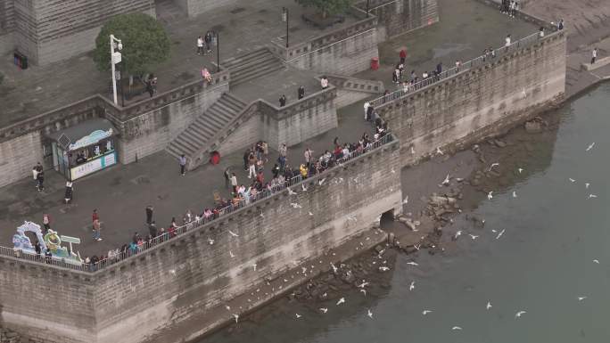 航拍泸州东门口红嘴鸥