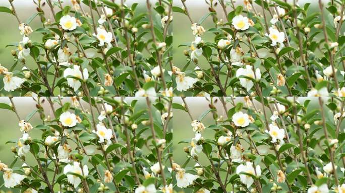 实拍山茶果  油茶果 油茶果采摘