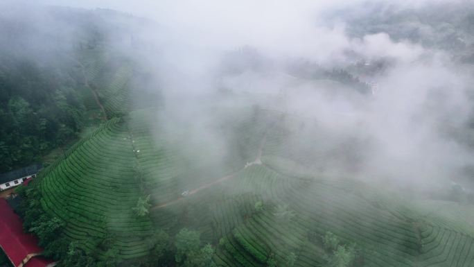 木耳山春天茶园4K