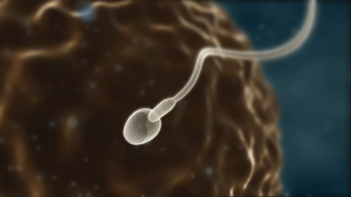 人类精子运动-受孕全程