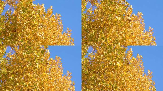 秋天金黄的枫叶在蓝天下随风飘动慢镜头