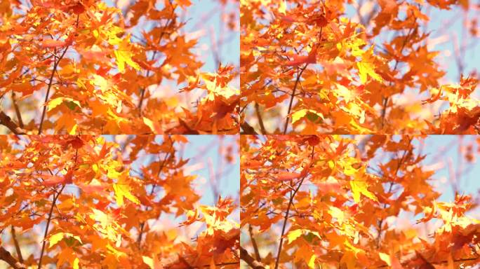 秋天金黄的枫叶在蓝天下随风飘动慢镜头
